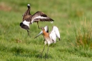 Kämpfende Uferschnepfen (Limosa limosa) im Ochsenmoor