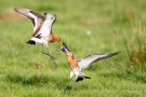 Kämpfende Uferschnepfen (Limosa limosa) im Ochsenmoor