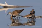 Kampfläufer (Philomachus pugnax) und Alpenstrandläufer (Calidris alpina) am rechten Rheindamm