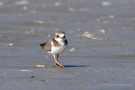 Junger Sandregenpfeifer (Charadrius hiaticula)