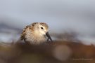 Alpenstrandläufer (Calidris alpina) am Bottsand