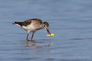 Bruchwasserläufer (Tringa glareola) am rechten Rheindamm