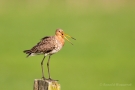 Uferschnepfe (Limosa limosa) im Ochsenmoor