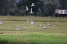 Große Brachvögel (Numenius arquata)