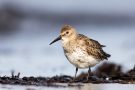 Alpenstrandläufer (Calidris alpina) am Bottsand