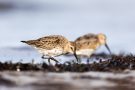 Alpenstrandläufer (Calidris alpina) am Bottsand