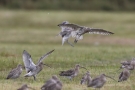 Große Brachvögel (Numenius arquata)