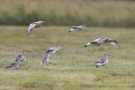 Große Brachvögel (Numenius arquata)