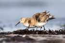 Alpenstrandläufer (Calidris alpina) am Bottsand