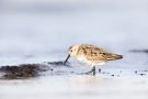 Alpenstrandläufer (Calidris alpina) am Bottsand