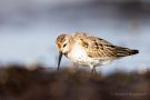 Alpenstrandläufer (Calidris alpina) am Bottsand