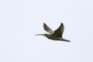 Großer Brachvogel (Numenius arquata)