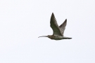 Großer Brachvogel (Numenius arquata)