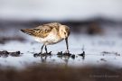 Alpenstrandläufer (Calidris alpina) am Bottsand