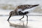 Alpenstrandläufer (Calidris alpina) am Bottsand