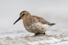 Alpenstrandläufer (Calidris alpina) am Bottsand