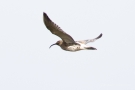 Fliegender Großer Brachvogel (Numenius arquata) im Ochsenmoor