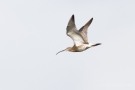 Fliegender Großer Brachvogel (Numenius arquata) im Ochsenmoor