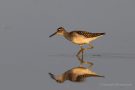 Bruchwasserläufer (Tringa glareola) am rechten Rheindamm