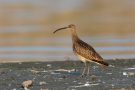 Regenbrachvogel (Numenius phaeopus) am rechten Rheindamm