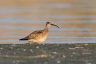 Regenbrachvogel (Numenius phaeopus) am rechten Rheindamm