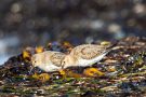 Alpenstrandläufer (Calidris alpina) am Bottsand