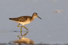 Bruchwasserläufer (Tringa glareola) am rechten Rheindamm