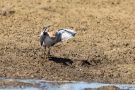 Zwergstrandläufer (Calidris minuta)