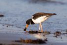 Austernfischer (Haematopus ostralegus) mit Muschel