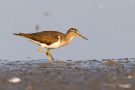 Flussuferläufer (Actitis hypoleucos)