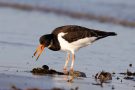 Austernfischer (Haematopus ostralegus) mit Muschel