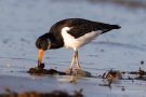 Austernfischer (Haematopus ostralegus) mit Muschel