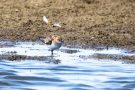 Zwergstrandläufer (Calidris minuta)