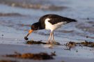 Austernfischer (Haematopus ostralegus) mit Muschel