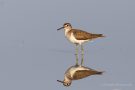 Flussuferläufer (Actitis hypoleucos)