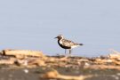 Kiebitzregenpfeifer (Pluvialis squatarola) am rechten Rheindamm