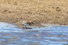 Zwergstrandläufer (Calidris minuta)
