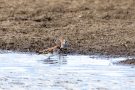 Zwergstrandläufer (Calidris minuta)