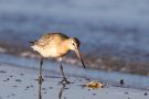 Junge Pfuhlschnepfe (Limosa lapponica) am Bottsand