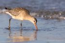 Junge Pfuhlschnepfe (Limosa lapponica) am Bottsand