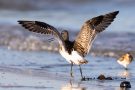 Junge Pfuhlschnepfe (Limosa lapponica) am Bottsand