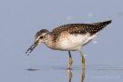 Bruchwasserläufer (Tringa glareola) am rechten Rheindamm