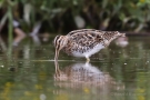 Bekassine (Gallinago gallinago)