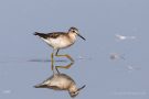 Bruchwasserläufer (Tringa glareola) am rechten Rheindamm