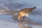 Junge Pfuhlschnepfe (Limosa lapponica) am Bottsand