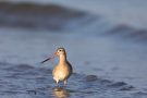 Junge Pfuhlschnepfe (Limosa lapponica) am Bottsand