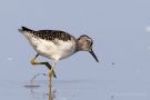 Bruchwasserläufer (Tringa glareola) am rechten Rheindamm