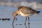 Junge Pfuhlschnepfe (Limosa lapponica) am Bottsand