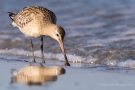 Junge Pfuhlschnepfe (Limosa lapponica) am Bottsand