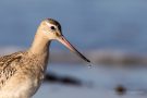 Junge Pfuhlschnepfe (Limosa lapponica) am Bottsand